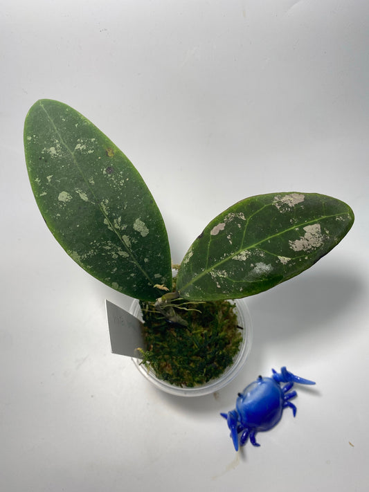 Hoya rintzii borneo - 2 nodes - has some roots