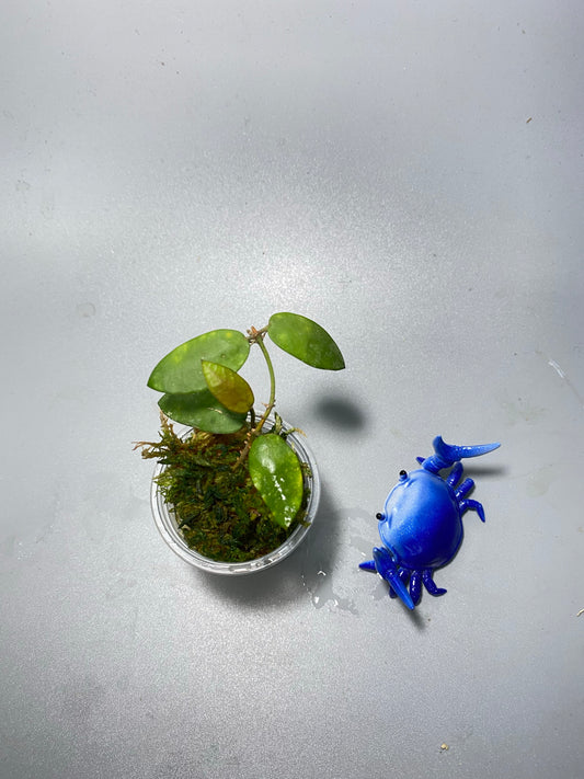 Hoya sigillatis alas river - active growth