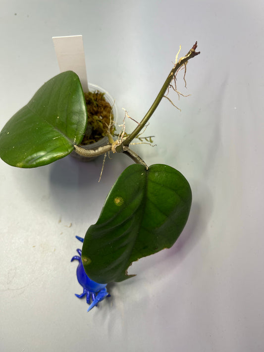 Hoya fungii - growth point forming