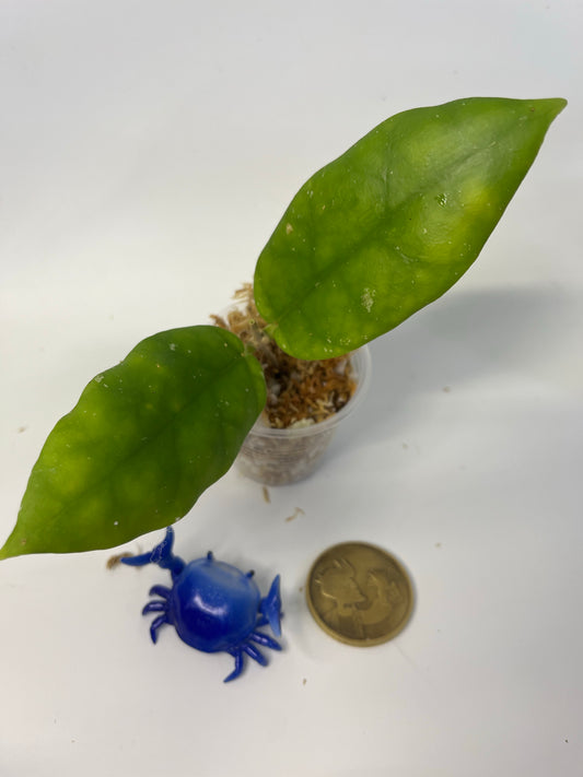 Hoya sp pahang - Unrooted