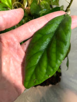 Hoya vitellinoides - Unrooted