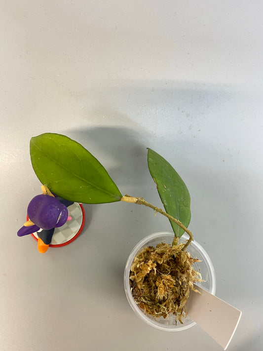 Hoya erythrostemma - big pink - has roots