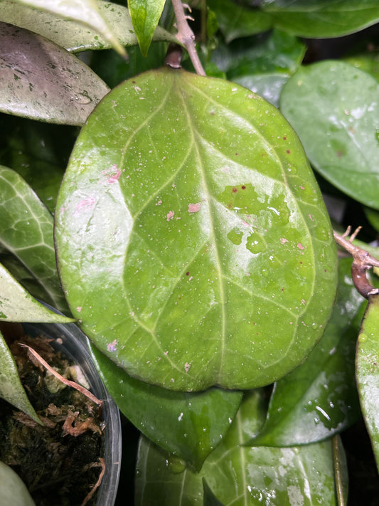 Hoya ‘Michele’ - fresh cut 1 node - unrooted
