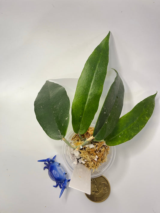 Hoya kaimuki (H macgillivrayi X H archboldiana) - Unrooted