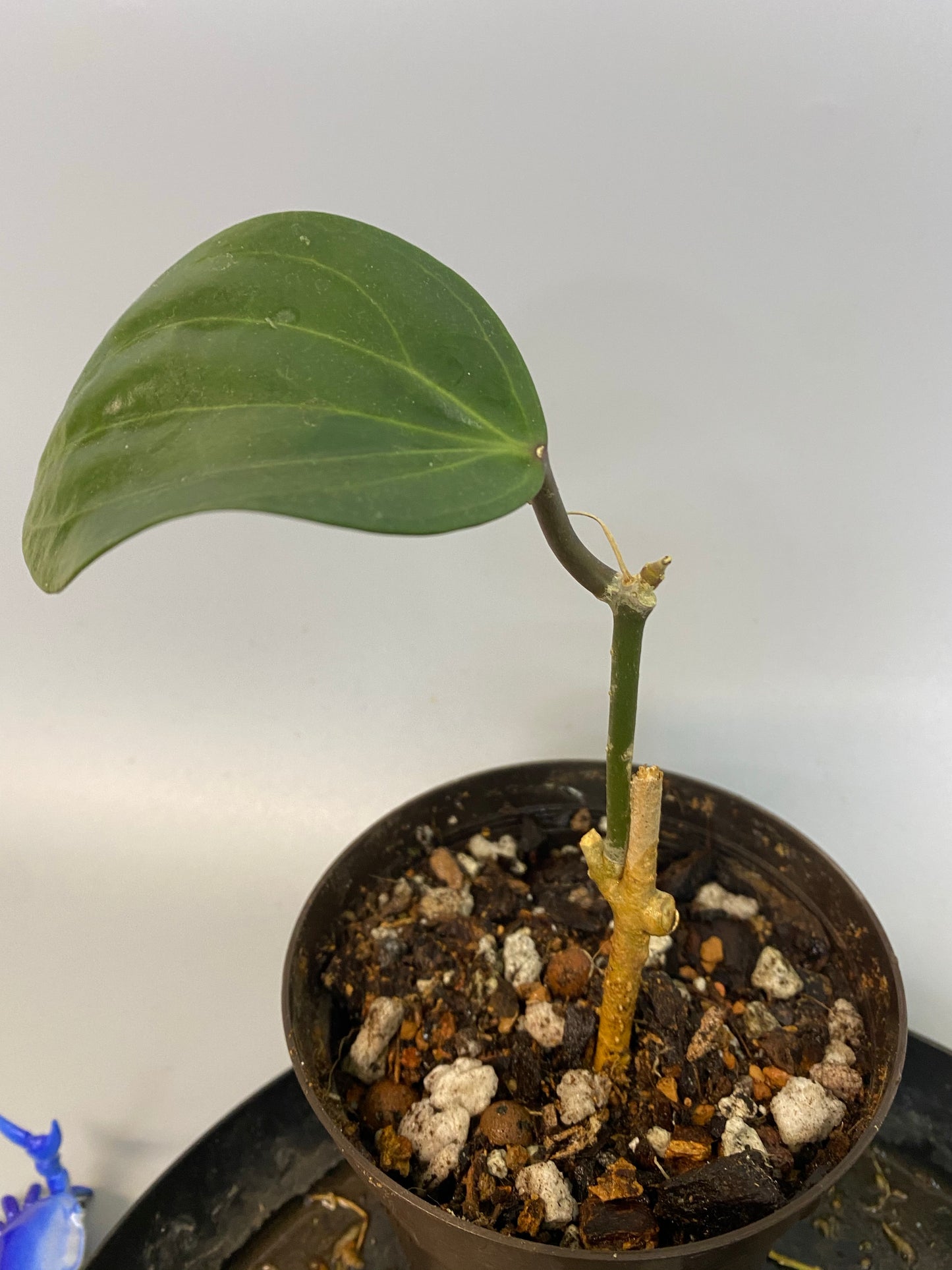 Hoya Latifolia - large leaf hoya - rooted