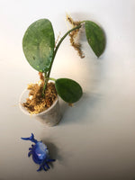 Hoya diversifolia - with roots