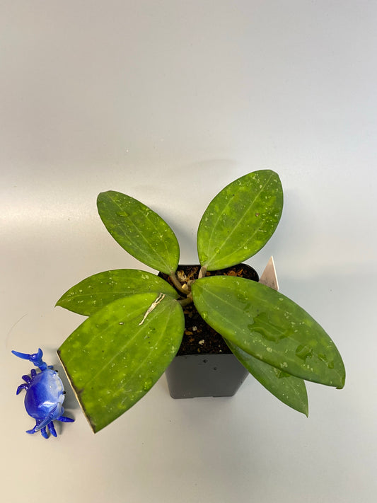 Hoya Hanhiae pink - new growth emerging