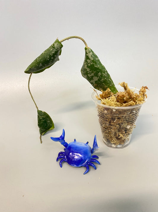 Hoya imbricata - starting to root