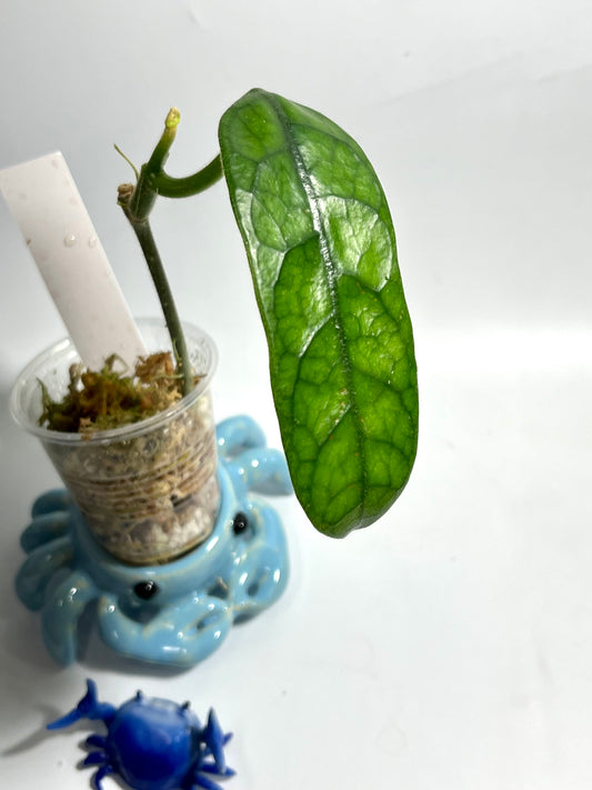 Hoya globulosa - has some roots