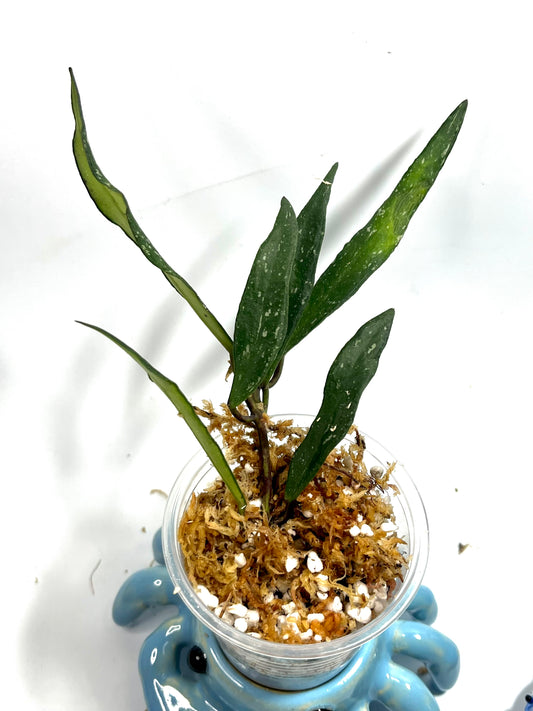 Hoya mirabilis splash - Unrooted