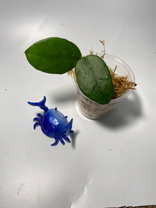 Hoya cv millie - has roots