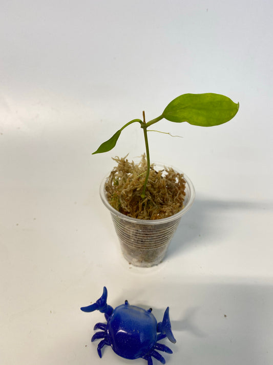 Hoya cominsii - starting to root