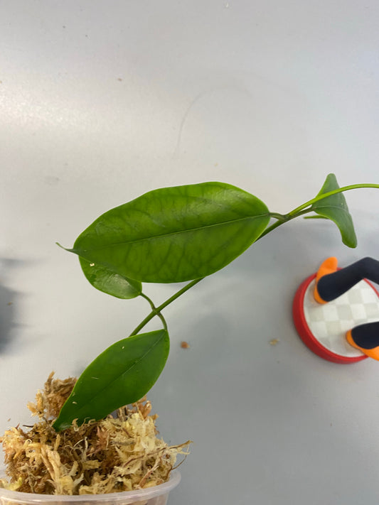 Hoya buotii sunrise - barely starting to root