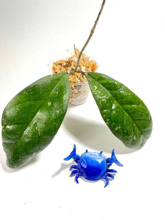 Hoya leoensis (viola x fuscomarginata) - 2 nodes / 2 leaves - unrooted