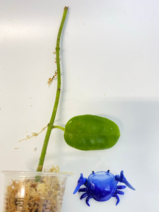 Hoya ciliata - Unrooted