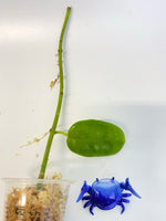 Hoya ciliata - Unrooted