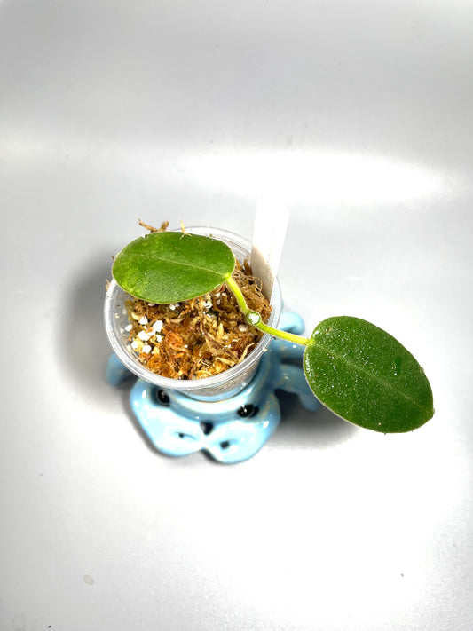 Hoya lauterbachii - unrooted