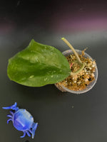Hoya balaensis - unrooted
