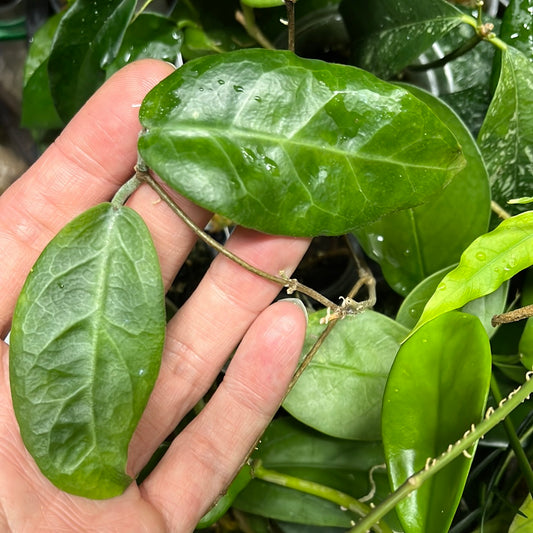 Hoya megalaster - fresh cut - Unrooted