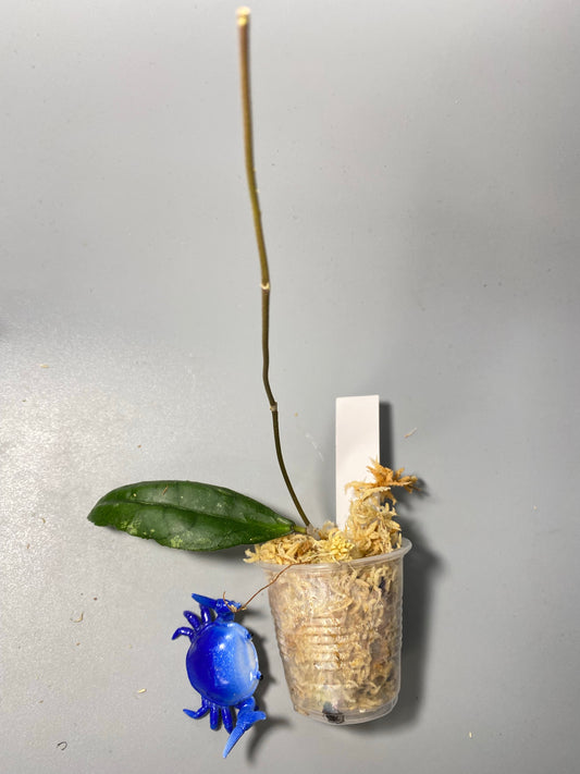 Hoya dml 5655b / iml 1398 - Unrooted