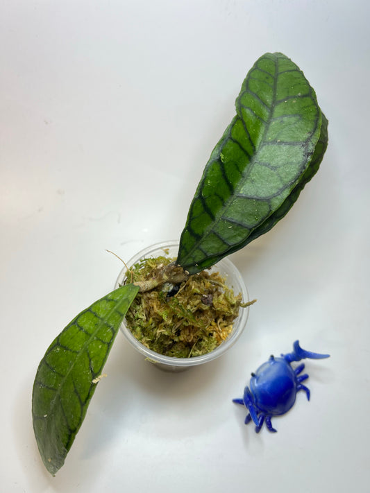 Hoya callistophylla - has roots