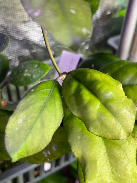 Hoya AH 1025 - fresh cut - 1 leaf - unrooted