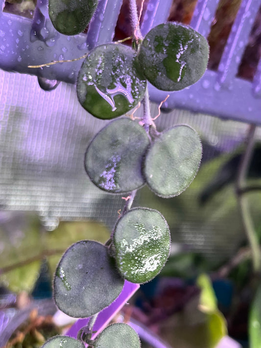 Hoya serpens - fresh cut 3 nodes -  Unrooted