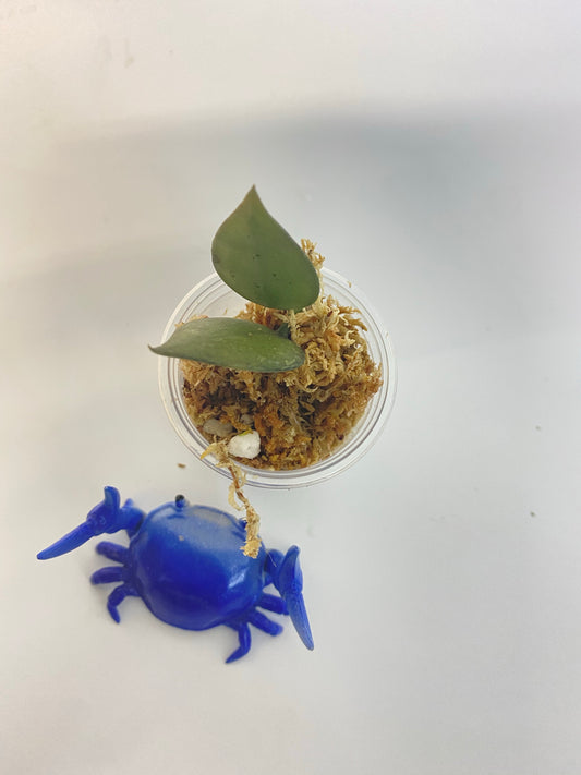 Hoya super silver krohniana (eskimo) - starting to root