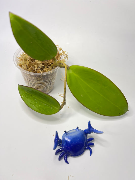 Hoya sp hai phong / Haiphong - unrooted