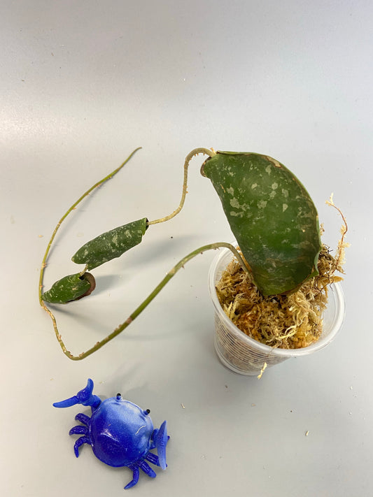 Hoya imbricata - starting to root