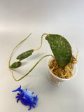 Hoya imbricata - starting to root
