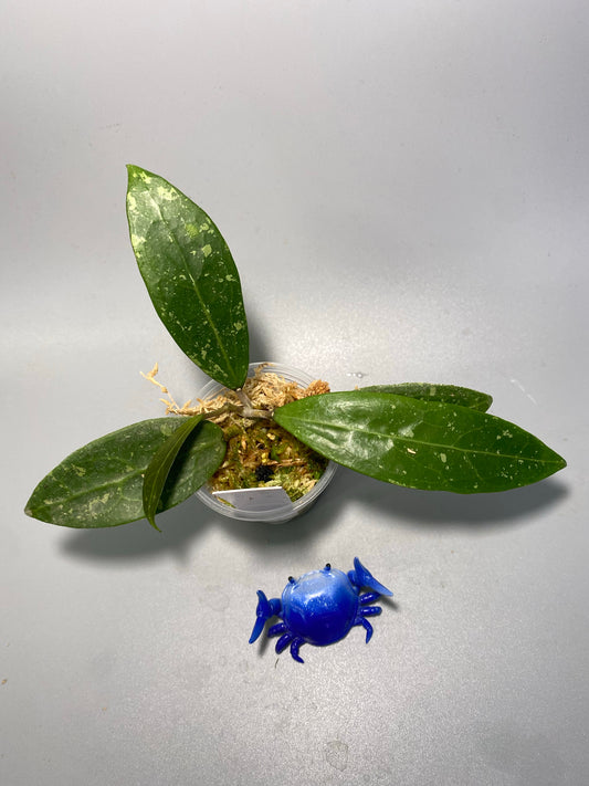 Hoya EPC 301 black leaf - active growth