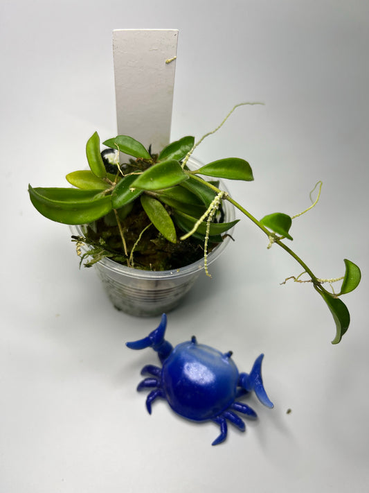 Hoya EPC 319 / PG04 / mini wayettii - has roots