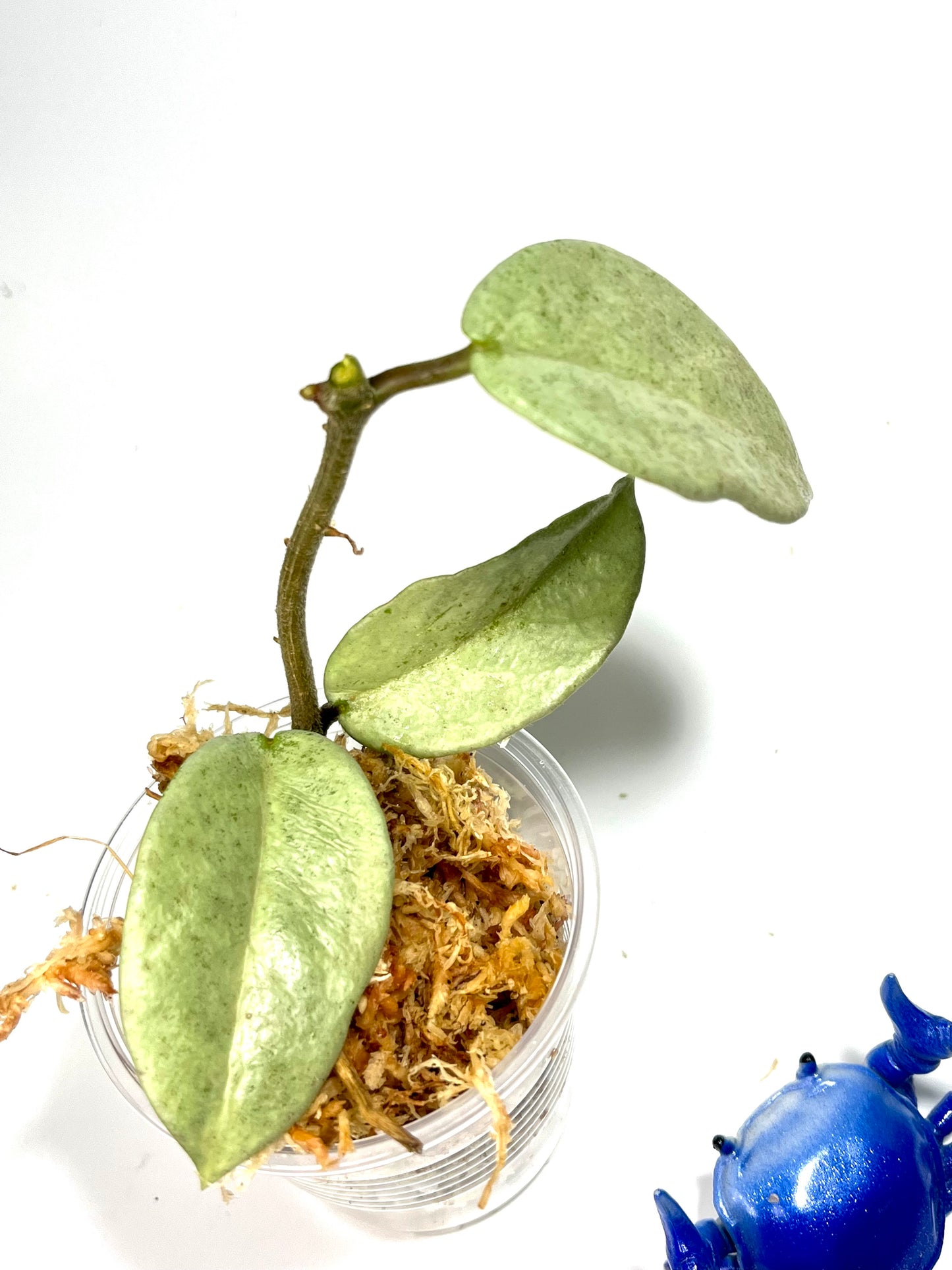 Hoya nova ghost - reverted from argentea princess - Unrooted