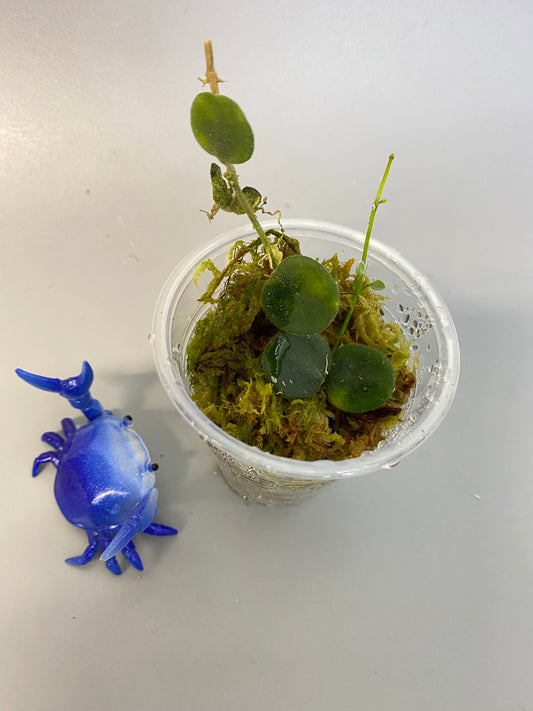 Hoya Serpens - with active growth.