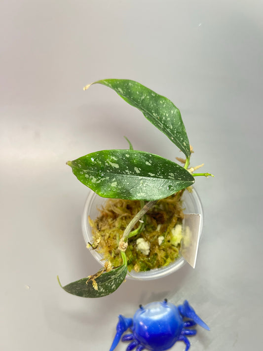 Hoya cystiantha splash - active growth
