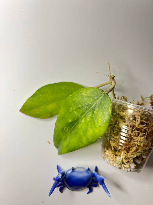 Free addon - Hoya cominsii - Unrooted