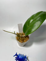 Hoya patcharawalai 029 not Icensis - active growth