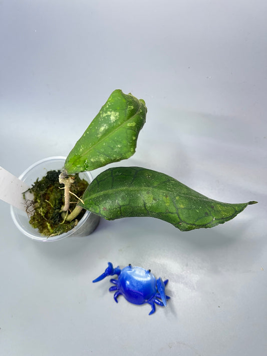 Hoya dml 5655b / iml 1398 - has some roots