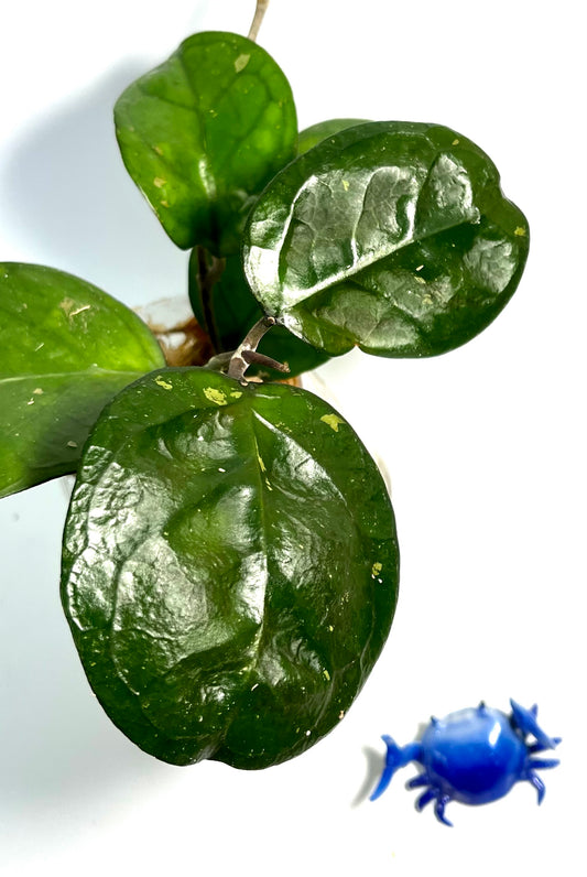 Hoya cv Ricardo - fresh cut - 1 node - Unrooted