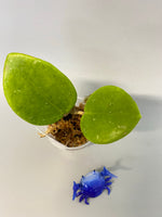 Hoya sweet scent - has some roots