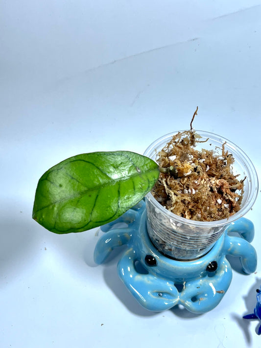 Hoya gunung gading - 1 node / 1 leaf - Unrooted