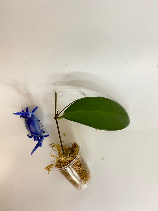 Hoya patella white - Unrooted