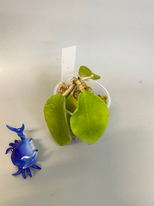 Hoya limonaica - starting to root