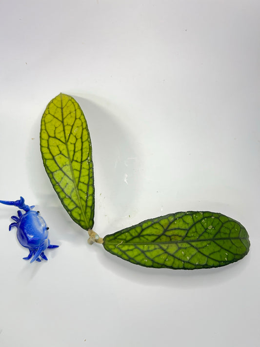 Hoya tanggamus - Unrooted - has short stem