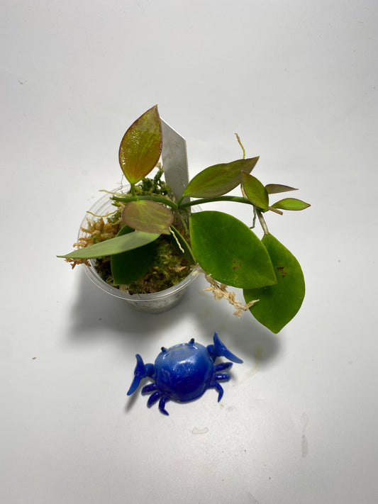 Hoya collina - active growth