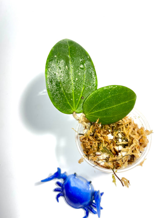 Hoya Genieve MB1141 - unrooted