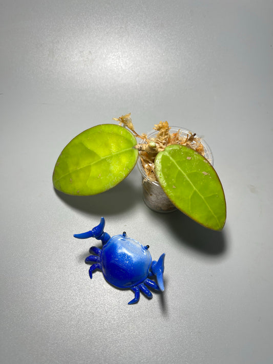 Hoya AH026 / ah-026 - Unrooted