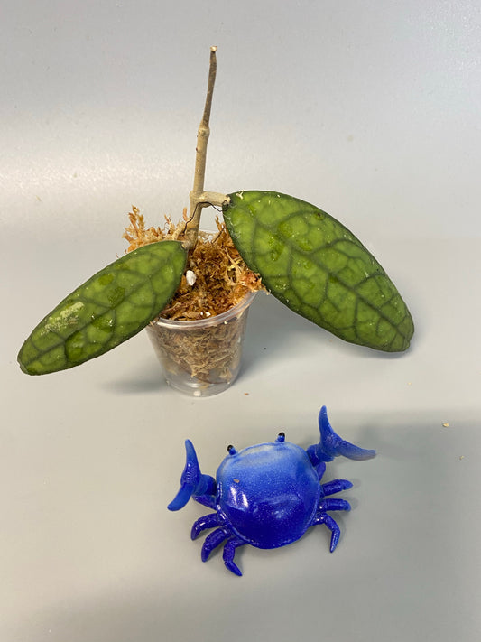 Hoya finlaysonii songkha - has roots