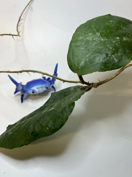 Hoya caudata big green leaf - fresh cut - unrooted